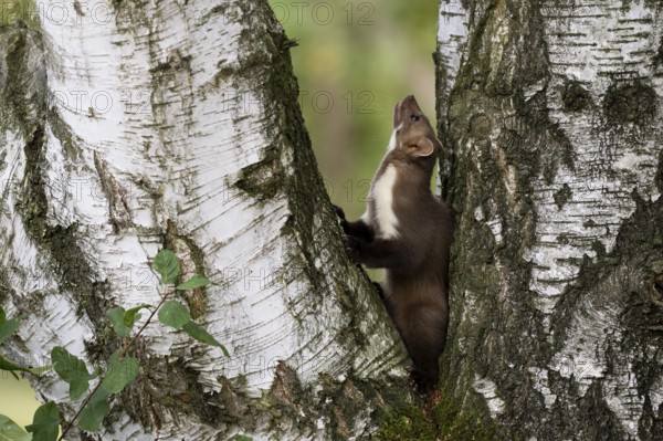 Beech marten (Martes foina), Bitburg, Rhineland-Palatinate, Germany, Europe