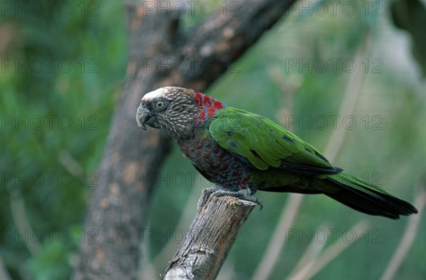 Red-fan parrot (Deroptyus accipitrinus), lateral view