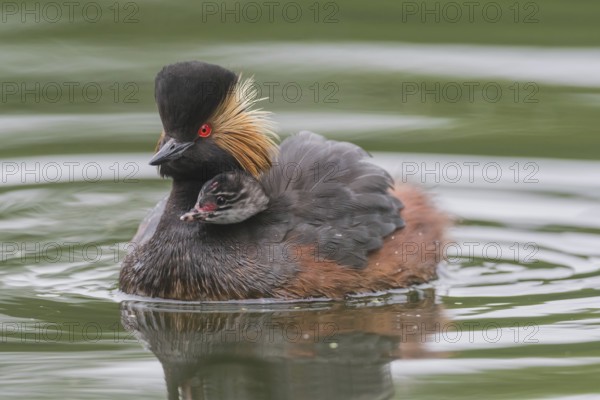 Black-necked Grebe (Podiceps nigricollis) with young bird in plumage on the back, swims in the water, Bavaria, Germany, Europe