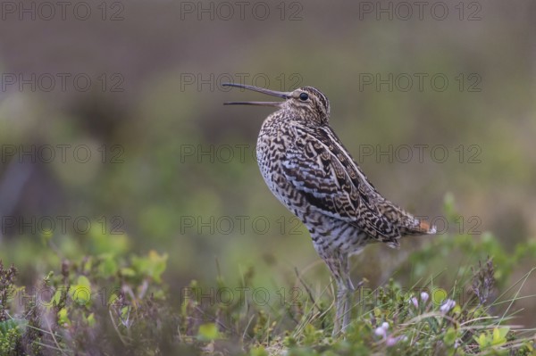 Great snipe (Gallinago media), courtship, Northern Norway, Finnmark, Lapland, Norway, Europe