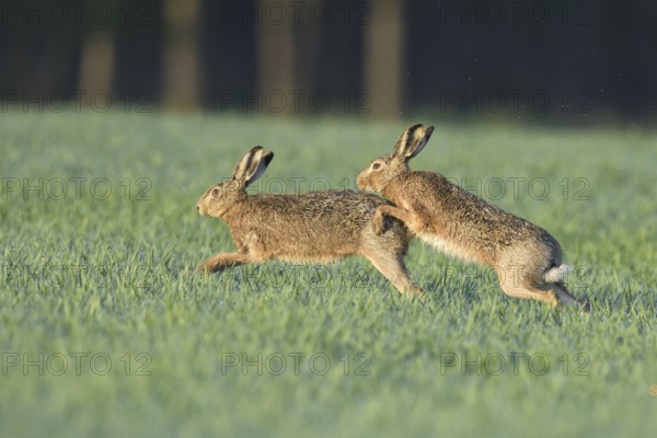 Two European hares (Lepus europaeus) in the field, mating season, Upper Austria, Austria, Europe