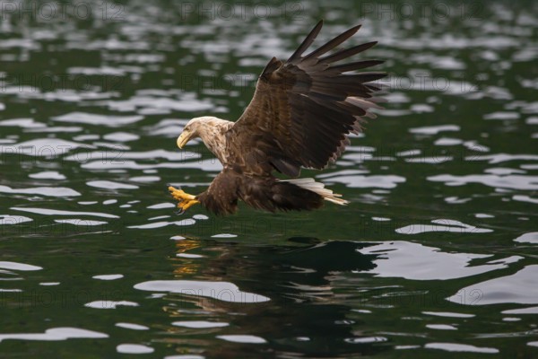 White-tailed eagle (Haliaeetus albicilla) fishing, Norway, Europe
