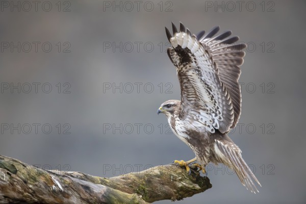 Steppe buzzard (Buteo buteo) Germany