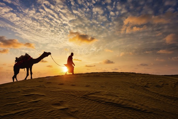 Indian cameleer (camel driver) bedouin with camel silhouettes in sand dunes of Thar desert on sunset. Caravan in Rajasthan travel tourism background safari adventure. Jaisalmer, Rajasthan, India, Asia