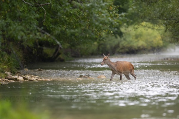 Red deer (Cervus elaphus), hind through mountain river
