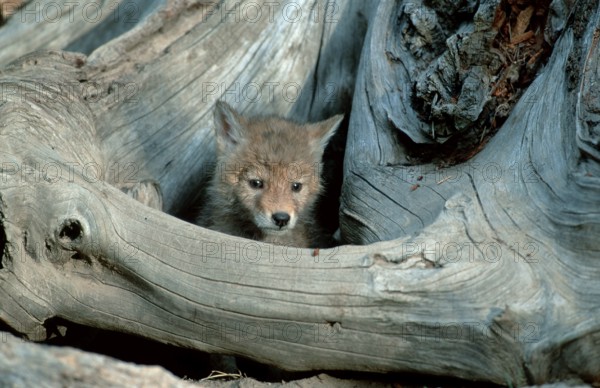 Coyote (Canis latrans) cub