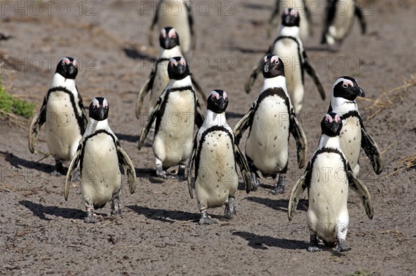 African penguin (Spheniscus demersus), Betty's Bay, South Africa, Africa