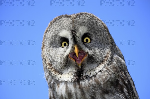 Great grey owl (Strix nebulosa)