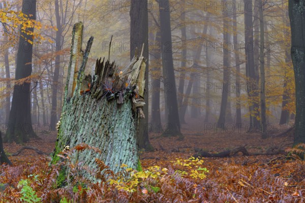 Tree stump, beech forest, natural forest cell in Hiesfeld Forest, North Rhine-Westphalia, Germany, Europe