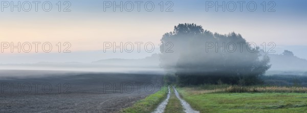 Field path through typical North German field landscape with fog at dawn, Mecklenburg-Western Pomerania, Germany, Europe