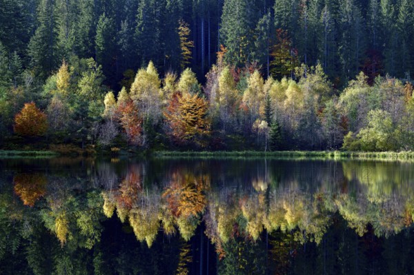 Trees reflected in the Sankenbachsee, Karsee, autumn, near Baiersbronn, Freudenstadt district, Black Forest, Baden-Württemberg, Germany, Europe