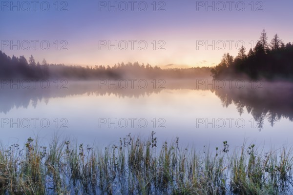 Atmospheric dawn with wafts of mist over the mirror-smooth moorland lake Étang de la Gruère in the canton of Jura, Switzerland, Europe