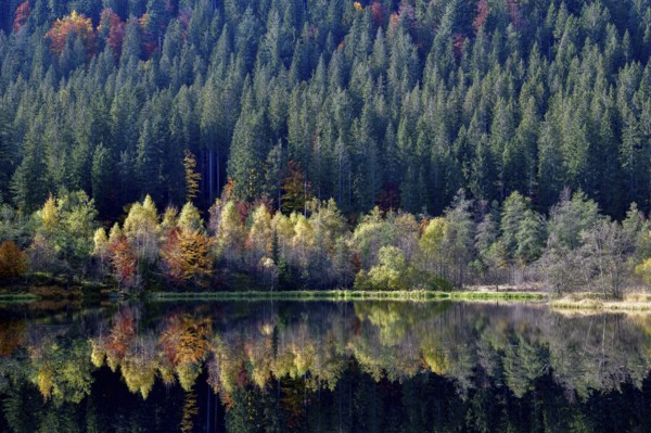 Trees reflected in the Sankenbachsee, Karsee, autumn, near Baiersbronn, Freudenstadt district, Black Forest, Baden-Württemberg, Germany, Europe