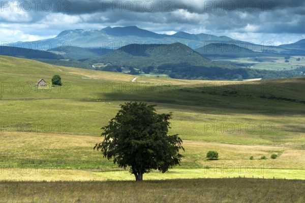 Plateau of Cezallier in the foreground, Massif du Sancy in the background. Auvergne volcanoes regional natural park, Puy de Dome department, Auvergne-Rhone-Alpes, France, Europe