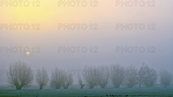 Pale sun over pollarded willows with fog, Lower Rhine, North Rhine-Westphalia, Germany, Europe