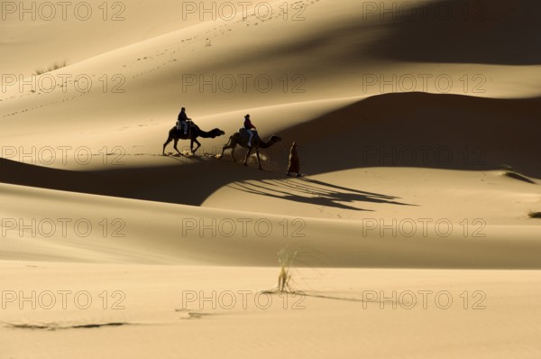 Morocco, camel driver, Berber, Erg Chebbi desert, dunes, Africa