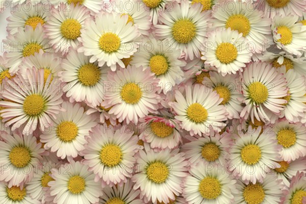 Common daisy (Bellis perennis), medicinal plant, naturopathy classifies the daisy among other things as stimulating the metabolism, expectorant and anti-inflammatory, used e.g. for respiratory and skin diseases as well as injuries. The daisy was named medicinal plant of the year 2017