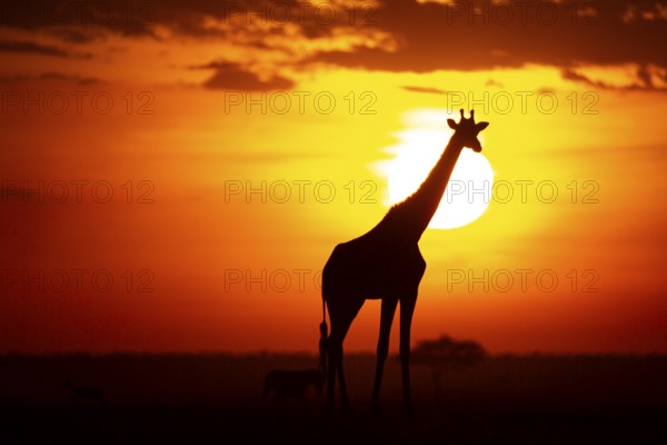 Masai giraffe (Giraffa c. tippelskirchi) Masai Mara Kenya#
