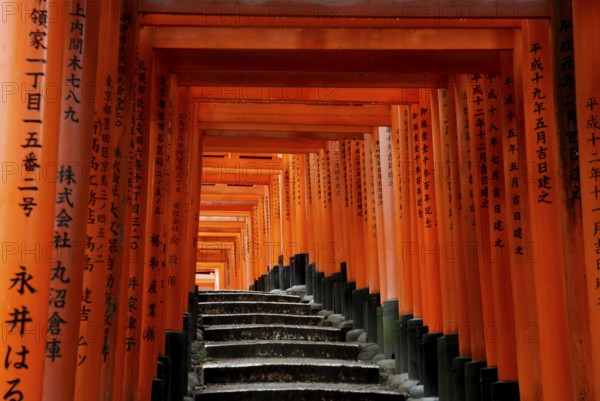 Red Gates, Torii Gates, Avenue of Torii, Taisha, Kyoto, Tori, Fushimi Inari Shrine, Kyoto, Japan, Asia
