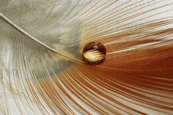 Water drops on bird feathers