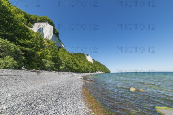 Chalk cliffs, red beech forest on the coast, Rügen, Mecklenburg-Western Pomerania, Germany, Europe