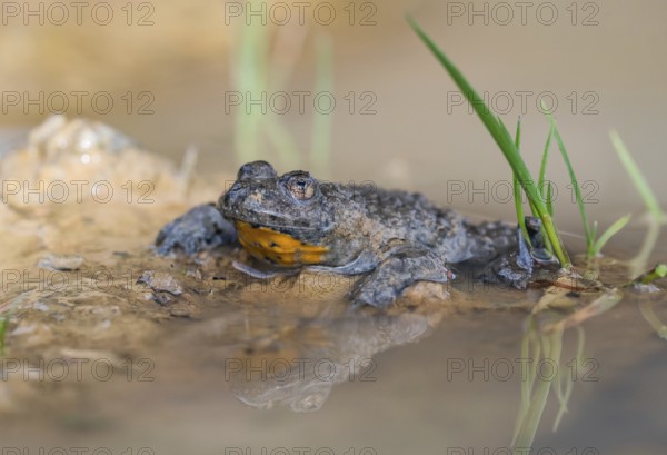 Yellow-bellied toad (Bombina variegata) on the waterfront, Kalkalpen National Park, Upper Austria, Austria, Europe