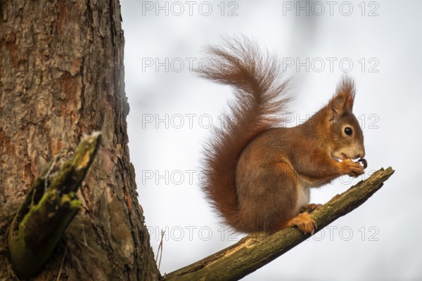 Squirrel (Sciurus vulgaris) sitting on a branch and holding a hazelnut in its paws, Baden-Württemberg