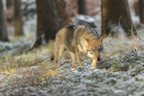 One young male eurasian gray wolf (Canis lupus lupus) running thru the snow-covered undergrowth of a forest