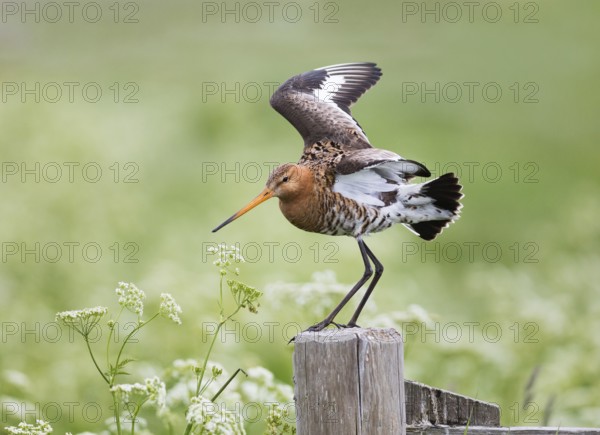 Black-tailed Godwit (Limosa limosa), landing on fence post, in its breeding territory, Texel, Holland
