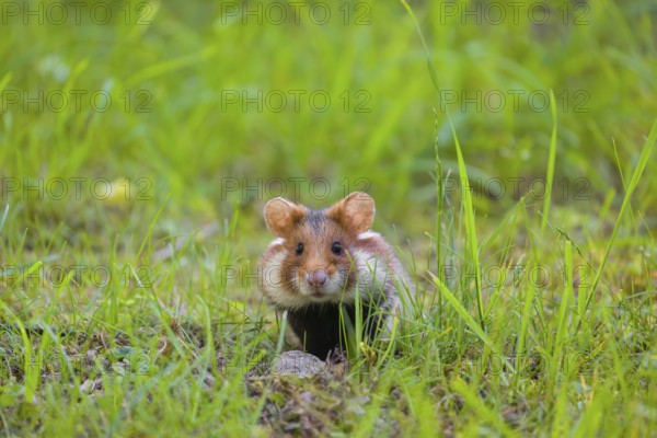 A European hamster (Cricetus cricetus), Eurasian hamster, black-bellied hamster or common hamster, standing tall in high grass, watching his surrounding for enemies and other hamsters