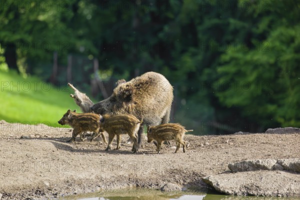 A wild boar or wild pig sow (Sus scrofa) ends the suckling of her piglets on a clearing