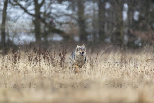 One young male eurasian gray wolf (Canis lupus lupus) running over a meadow. Dark forest in the background