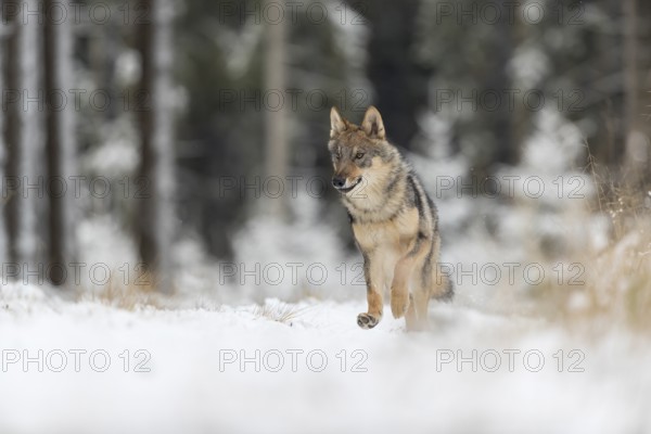 One young male eurasian gray wolf (Canis lupus lupus) running thru the snow-covered undergrowth of a forest