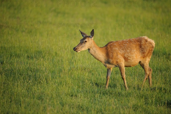 A single roe deer stands in the meadow and looks to the side, red deer (Cervus elaphus), Bavaria