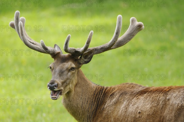 Stag with protruding antlers and open mouth in a green environment, red deer (Cervus elaphus), Bavaria