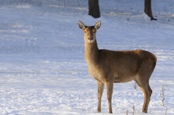 A deer in a snow-covered winter wonderland, red deer (Cervus elaphus), Bavaria