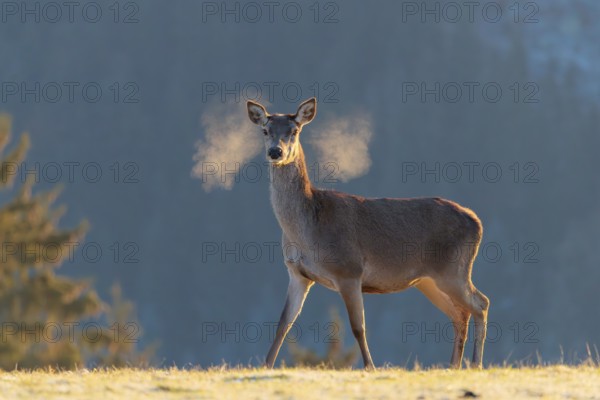 A female red deer (Cervus elaphus) stands in the first light of day on a meadow covered in hoar frost. Its breath condenses in the cold air. A forest can be seen in the background
