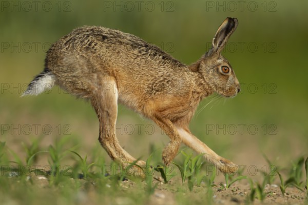 European brown hare (Lepus europaeus) adult animal running in a farmland maize crop in summer, England, United Kingdom, Europe