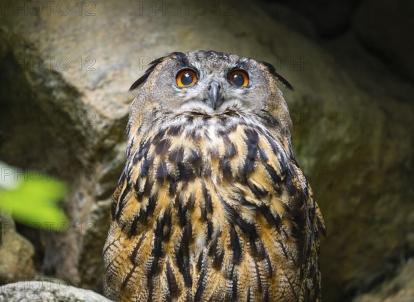 Eurasian Eagle-owl (Bubo bubo) portrait, captive, Bavarian Forest National Park, Bavaria, Germany, Europe