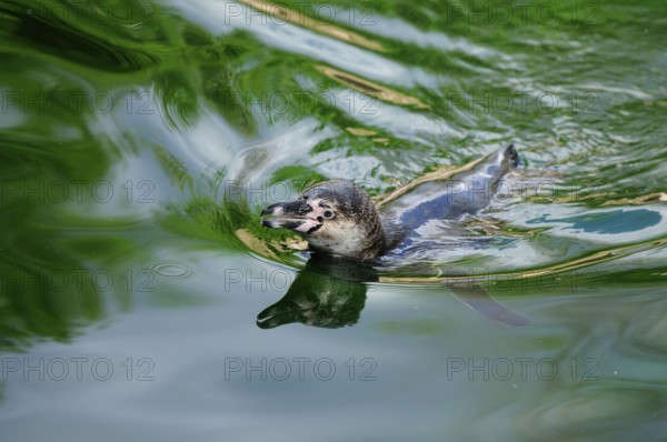 Penguin moves calmly in the shimmering green water, surroundings in harmonious motion, Humboldt Penguin (Spheniscus humboldti), captive