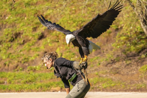 A woman is holding an eagle on her back. The eagle is black and white