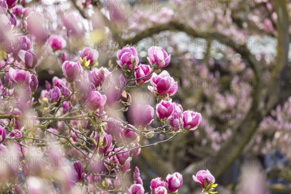 Magnolia blossom (Magnolia) at Wilhelma Stuttgart. According to Wilhelma, the Moorish Garden is home to the largest magnolia grove north of the Alps. Stuttgart, Baden-Württemberg, Germany, Europe