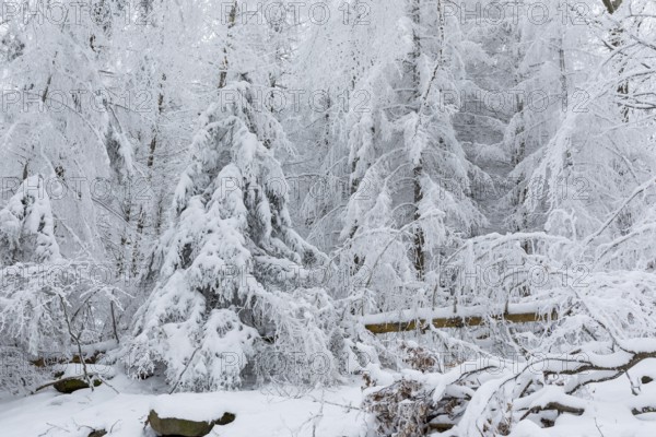 Enchanted winter forest at Czorneboh, Upper Lusatia, Saxony, Germany, Europe