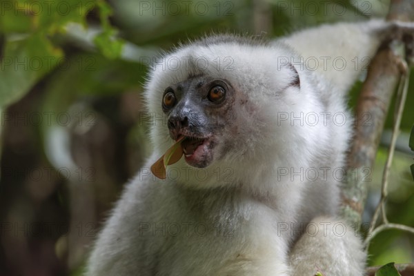 Silky sifaka (Propithecus candidus) in the mountain cloud forests of Marojejy National Park in north-east Madagascar