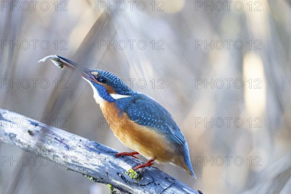 Kingfisher (Alcedo atthis) wbl Germany