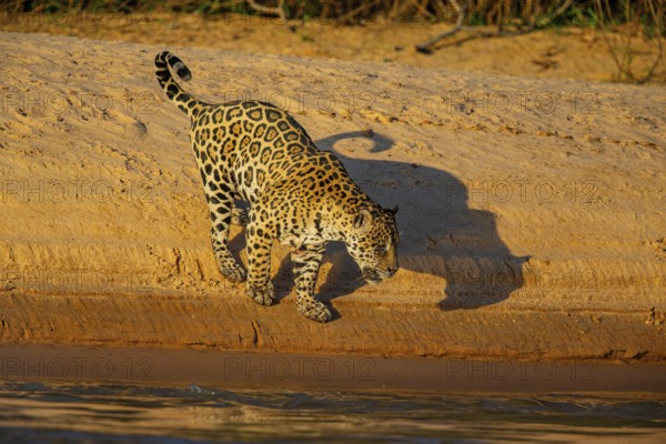 Jaguar (Panthera onca) Pantanal Brazil