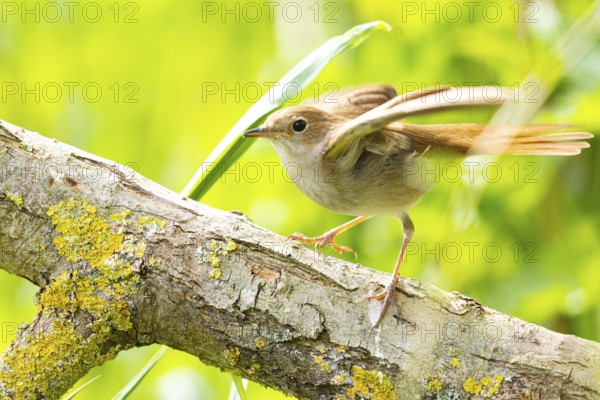 Nightingale (Luscinia megarhynchos) Germany