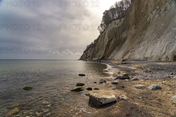 The famous chalk cliffs on the Baltic Sea coast in Jasmund National Park, Ruegen Island, Mecklenburg-Western Pomerania, Germany, Europe