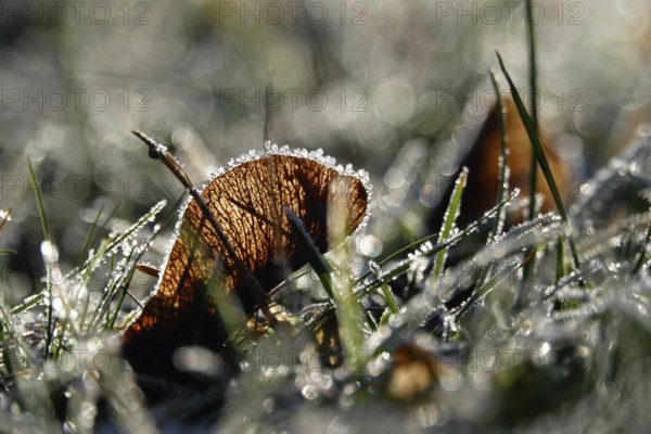 Hoarfrost, Winter, Germany, Europe