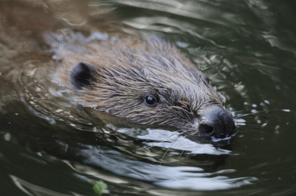 A beaver swimming calmly in a flowing river, European beaver (Castor fibre), captive, Bavaria